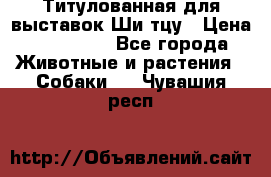 Титулованная для выставок Ши-тцу › Цена ­ 100 000 - Все города Животные и растения » Собаки   . Чувашия респ.